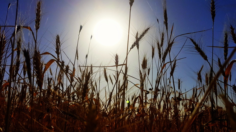 mountain, ride, plant, land, iraq, kurdistan, sky, timothy grass, scenics - nature, grass, landscape, field, tranquil scene, rural scene, sunlight, 4K