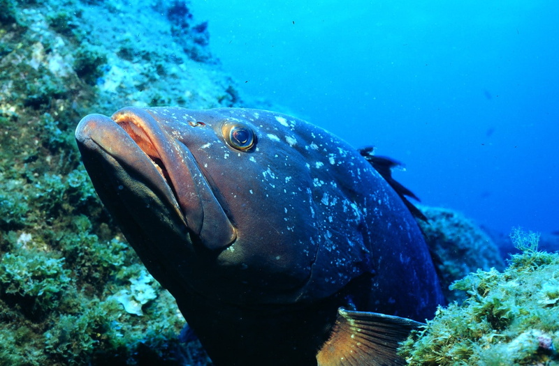 brazilian grouper, underwater, fish, 720P