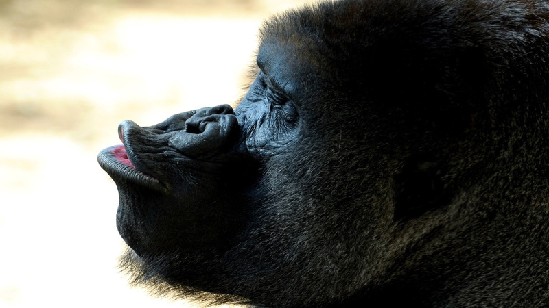 gesture, animals, funny, gorilla, 1080P