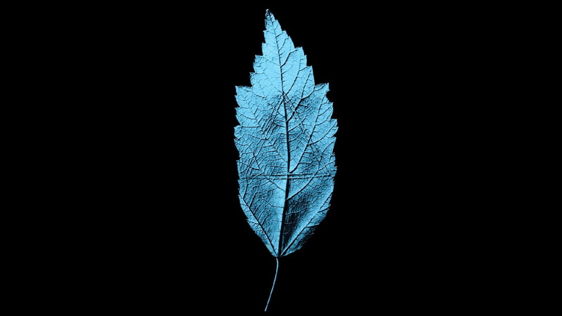 fragility, cut out, studio shot, copy space, plant, indoors, plant part, cold temperature, frozen, simple, natural pattern, leaf, artwork, shape, leaves