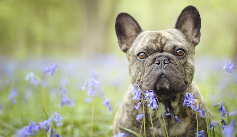 4K, eyes, fawn, dog, face, bells, French bulldog, terrier, french, bokeh, black, boston, bulldog, flowers