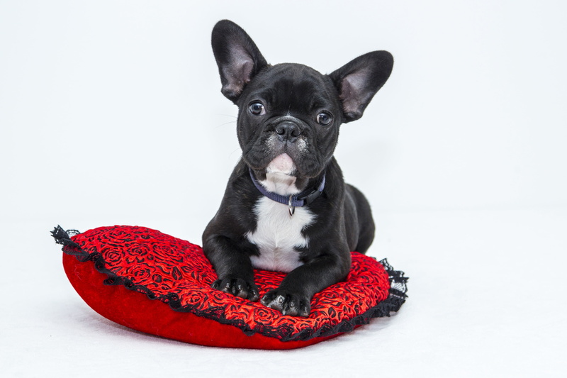 portrait, animal, adult, mammal, purebred Dog, domestic Animals, french Bulldog, studio Shot, french, indoors, 4K, no people, sitting, pets, bulldog, obedience