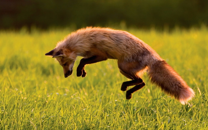 grass, 1080P, jumping, fox, side view, animals