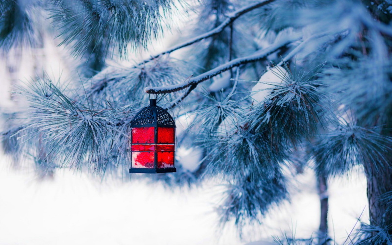 cold temperature, hanging, focus on foreground, winter, coniferous tree, decoration, lantern, 1080P, light, no people, snowing, plant, day, red, christmas decoration