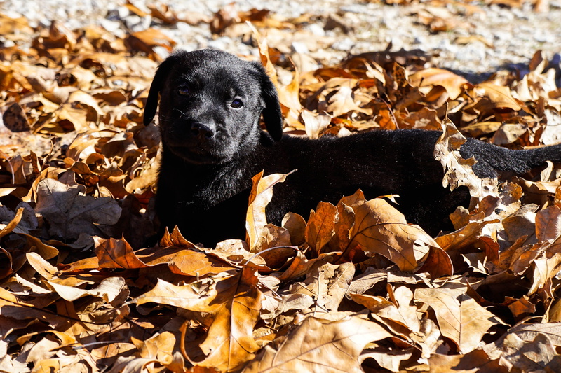mammal, black lab, puppy love, plant part, domestic animals, day, puppy, outdoors, dog, fall, black color, dry, change, leaf, animal themes, vertebrate