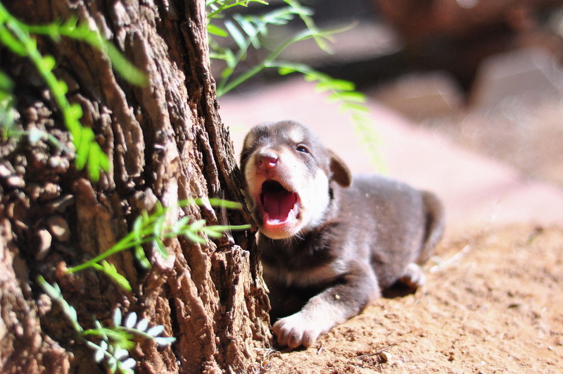 sleep, tree, cut, newborn, cream, domestic animals, nature, mouth, plant, canine, grow, mammal, innocent, aggression, animal, happy, sleeping, relax, growth