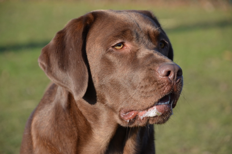 Brown, retriever, weimaraner, handsome, portrait, one animal, 4K, mammal, day, big, close-up, contemplation, focus on foreground, animal, no people, grass
