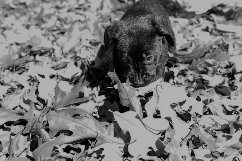 lab, looking at camera, leaf, united states, nature, 4K, dog, portrait, vertebrate, autumn, animal body part, animal themes, canine, dogs, outdoors, leaves