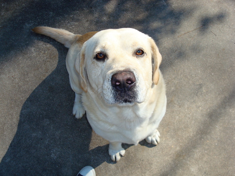 young, close-up, animal body part, pets, breed, yellow, face, high angle view, 2K, purebred, sunlight, friend, yellow lab, looking at camera, nose, labrador