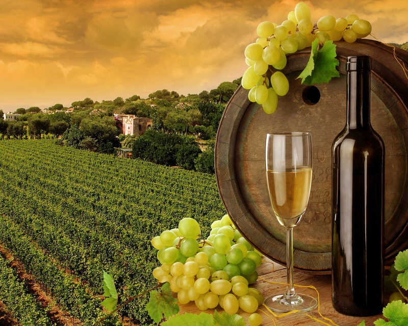 wineglass, household equipment, drink, freshness, vineyard, winemaking, no people, crop, healthy eating, fruit, grape, red wine, glass, alcohol, agriculture