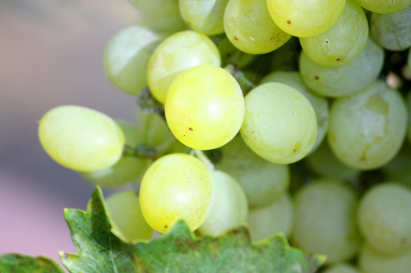alcohol, natural, growth, wine, italy, nature, plant, vine, grape, grapevine, season, fresh, wellbeing, winery, sweet, farm, liquor, cellar, beverage, white
