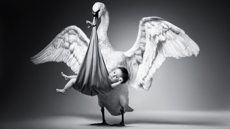 baby, artificial Wing, black And White, human arm, goose, swan, flying, dress, animal Wing, dancing, young adult, s, face, old-fashioned, limb, angel, full length
