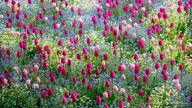 gardens, tulips, columbia, british, 2K, pink, vancouver, butchart, Spring/Summer