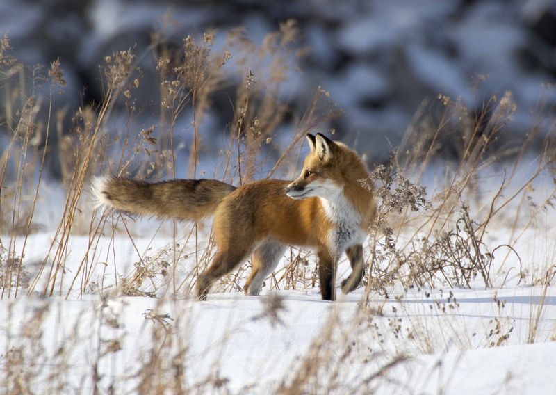 snow, Red, brown, white, fox, 1080P, winter