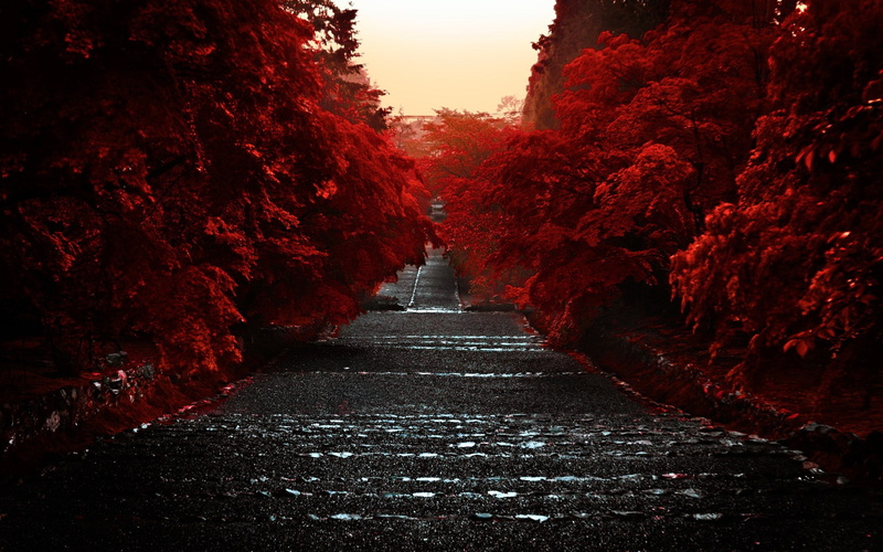 diminishing perspective, no people, day, architecture, road, change, outdoors, red, built structure, footpath, nature, plant, sky, vanishing point, 1080P