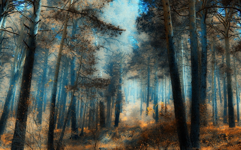 non-urban scene, beauty in nature, pine woodland, scenics - nature, forest, autumn, no people, trunk, high resolution pictures of nature 1920x1200, environment