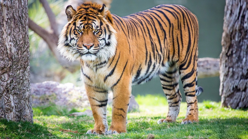 portrait, whisker, cat, no people, striped, grass, high resolution tiger picture, animal wildlife, animals in the wild, 2K, feline, zoo, big cat, plant