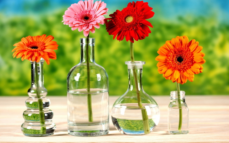 2K, red flowers, background, colors, static nature, mix, flower