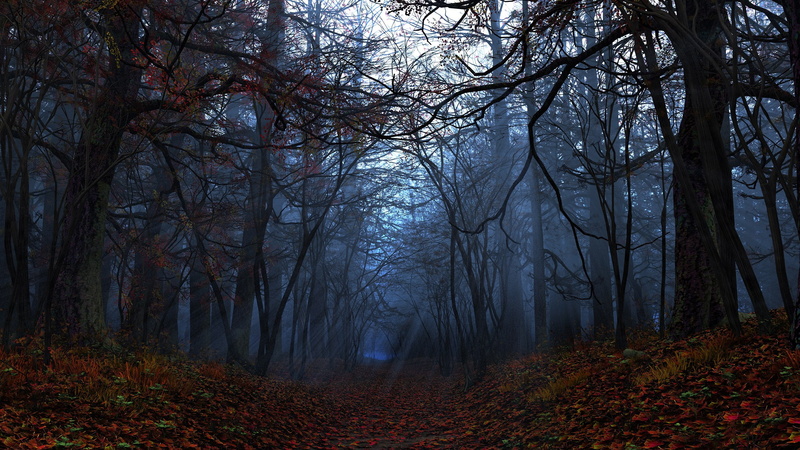 land, autumn collection, no people, leaf, autumn, plant part, plant, tree, non-urban scene, widescreen nature 2560x1440, tranquil scene, nature, scenics - nature