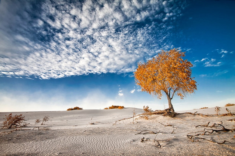 New Mexico, environment, land, orange color, sunlight, cloud - sky, sky, landscape, amber, tree, white, waves, sea, photography, shrubs, nature, plant