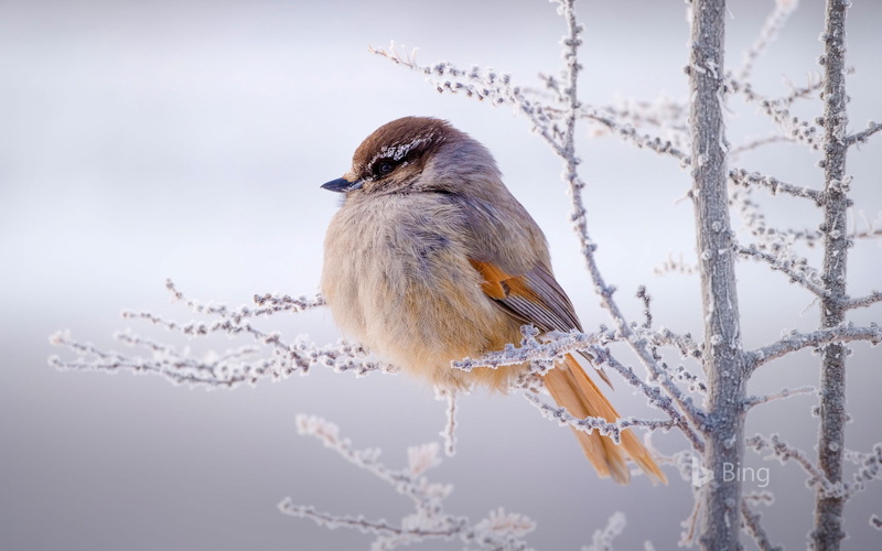 animal wildlife, one animal, siberia, snow, russia, cold temperature, vertebrate, no people, perching, bing, 1080P, animal, close-up, jay, day