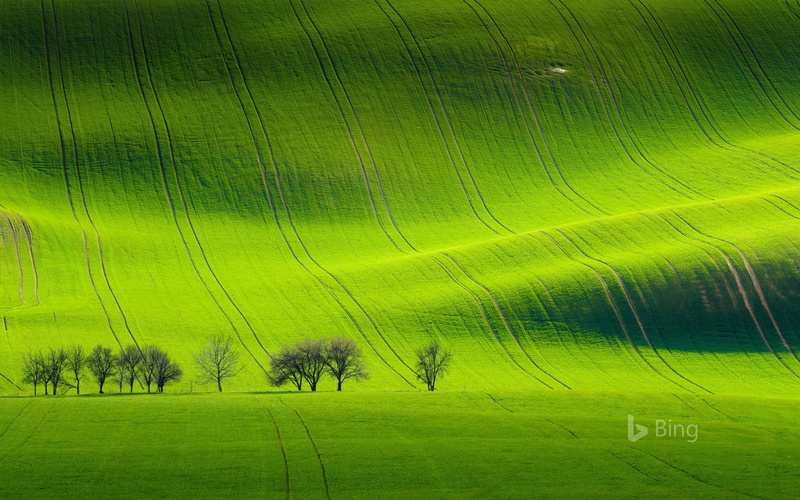 no people, grass, day, green color, beauty in nature, agriculture, republic, wal, environment, 1080P, full frame, backgrounds, desktop, sport, field, bing