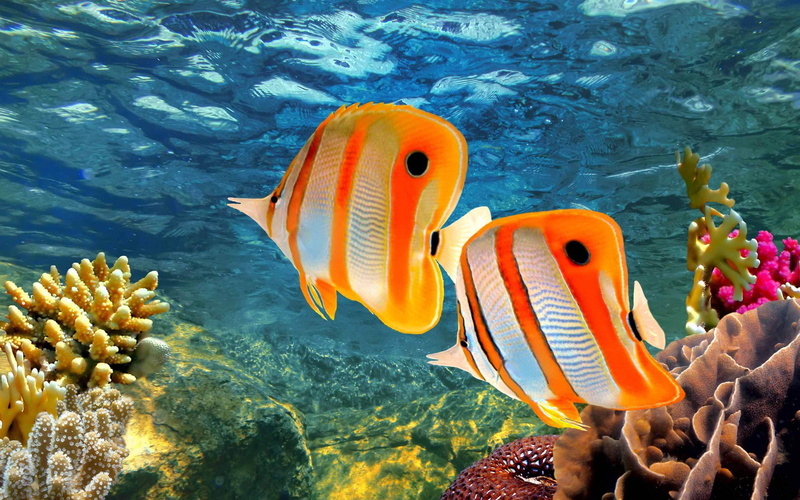 animal, butterflyfish, water, coral, marine, no people, undersea, rostratus, 4K, nature, vertebrate, chelmon, beauty in nature, animal themes