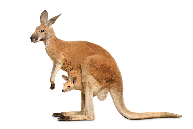 no people, 5K, full length, Marsupial, vertebrate, brown, looking, white background, one animal, kangaroo, animal, animal themes, copy space, cute, indoors