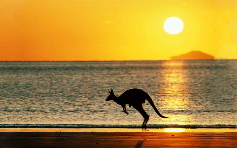 1080P, animals, kangaroos, outdoors, sunset, animal themes, beach, sky, vertebrate, Sun, orange color, horizon over water, scenics - nature, animal, one animal