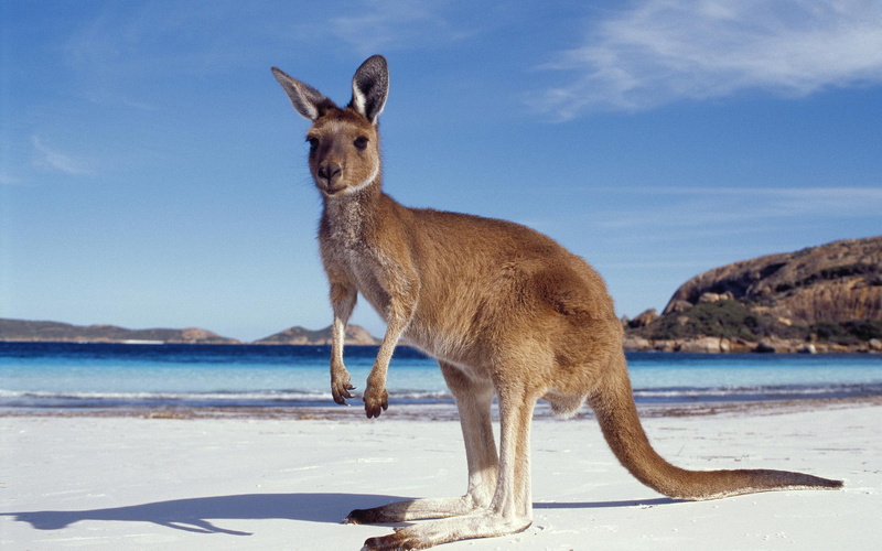 kangaroo, funny, 1080P, beach
