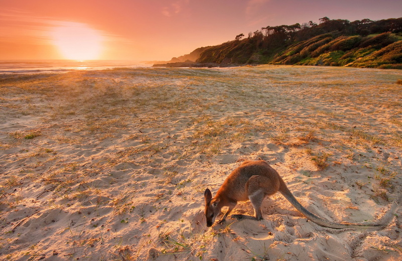 beach, Australia, sand, animals, 1080P, landscape, kangaroos