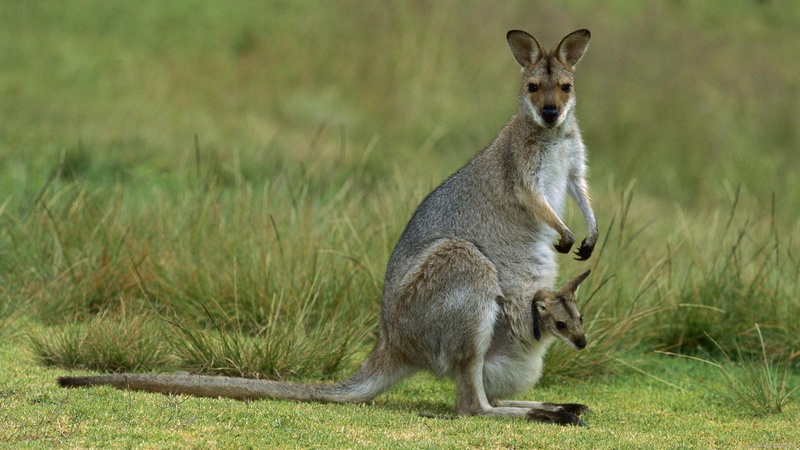 kangaroos, 1080P, kangaroo, animal, brown, mum