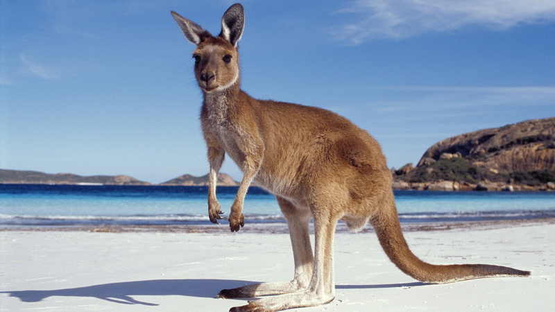 day, herbivorous, sea, animal wildlife, animal themes, land, no people, kangaroo, vertebrate, animals in the wild, sky, sunlight, nature, 1080P, standing
