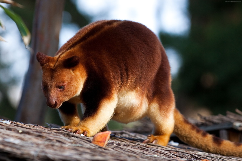 animals in the wild, New Guinea, no people, focus on foreground, brown, mammal, Goodfellows tree-kangaroo, day, vertebrate, one animal, outdoors, branch