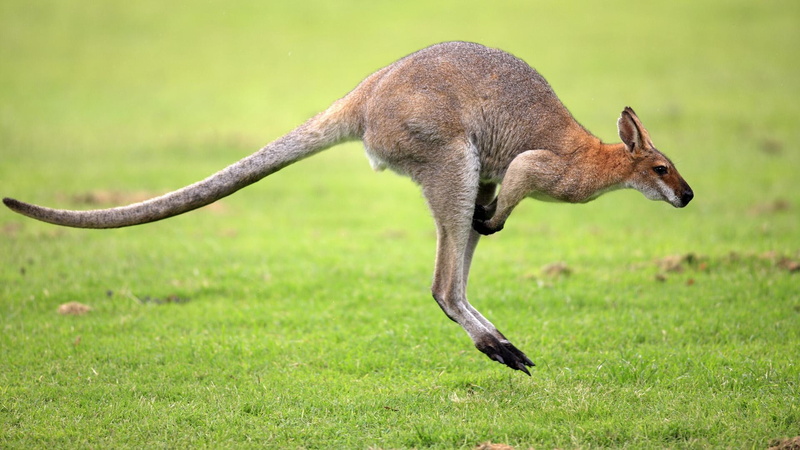 wallaby, animals, field, jumping wallaby, jumping, australia, kangaroo, 1080P