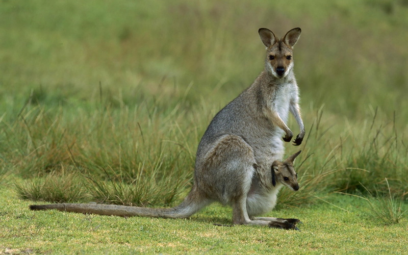 cute, no people, field, calf, plant, looking, australian Culture, brown, looking at camera, portrait, gray, mammal, animal family, wildlife, vertebrate