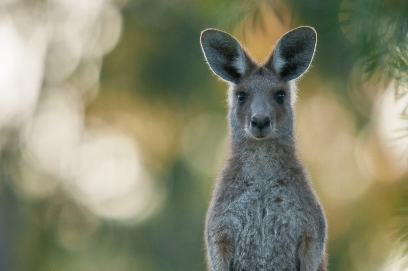 brown, kangaroo, portrait, sight, 1080P