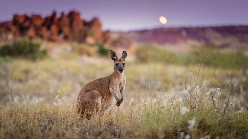 environment, animal themes, one animal, nature, Australia, animal, moon, morning, animals in the wild, scenics - nature, selective focus, mammal, grass