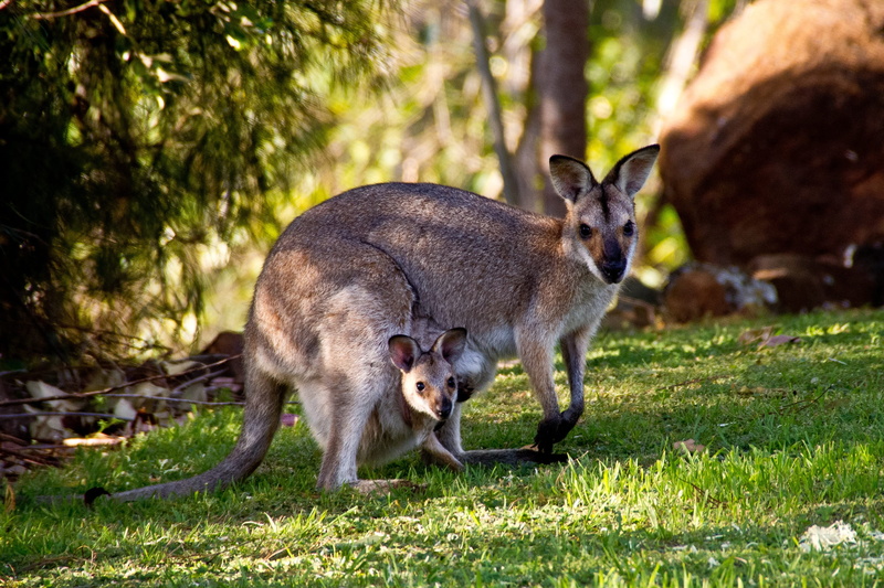 animal wildlife, 2K, grass, mammal, outdoors, nature, animal themes, vertebrate, one animal, australia, kangaroo, animal, no people, animalsNature, looking at camera