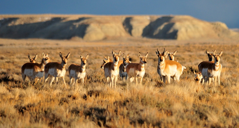 brown field, Nature  Conservation, USFWS, antelope, animal, wilderness Area, NWR, national Park, brown, Pronghorn Antelope, africa, Wildlife, 2K, Wyoming