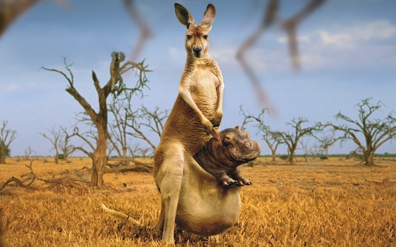 Kangaroo, Hippo, 720P, Pocket