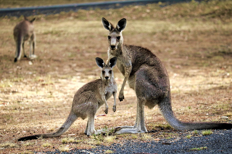 queensland, group of animals, animal wildlife, female animal, full length, animal family, togetherness, nature, mammal, care, two animals, 5K, outdoors