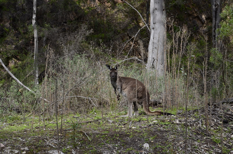 outdoors, land, nature, day, trunk, one animal, no people, wallaby, 4K, forest, animal themes, animal, mammal, animal wildlife, tree trunk, tree, vertebrate