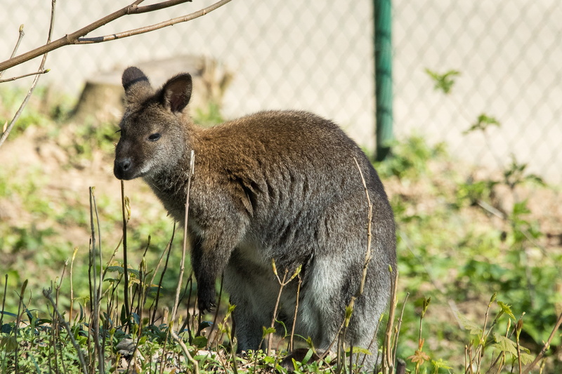 4K, kangaroo, animal, mammal, animal wildlife, walk, australia, side view, vertebrate, land, wallaby, standing, outdoors, tasmania, one animal, animals In The Wild