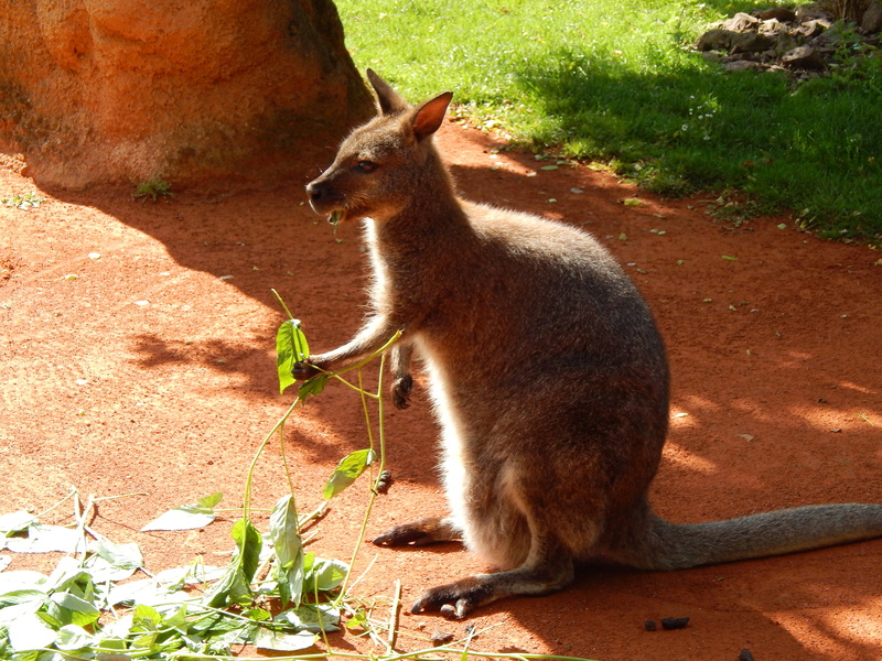 wallaby, kangaroo, land, outback, outdoors, day, shadow, australia, zoo, sitting, field, vertebrate, animal, plant, one animal, animal wildlife, nature