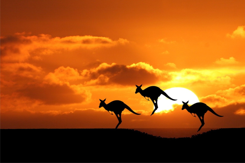 sunsets, kangaroos, 1080P, hd, art, x, sunset, nature, Australia