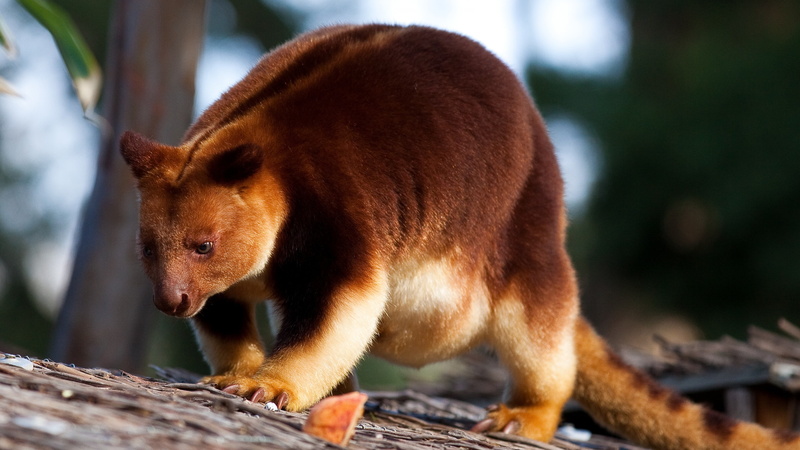 wildlife, beaver, New Guinea, brown, 4K, Goodfellows tree-kangaroo, kangaroo, photography