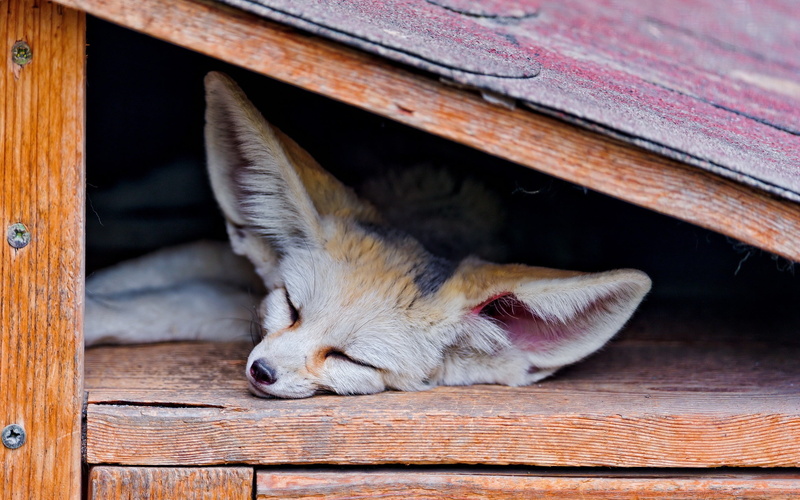 2K, fennec, fox, animals, sleeping