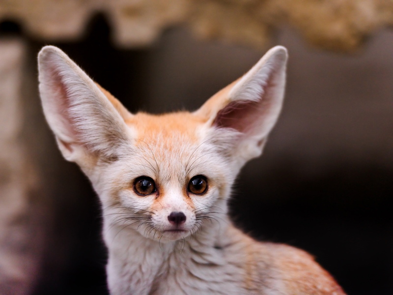 animal body part, portrait, cute, one animal, mammal, chihuahua - dog, dog, canine, fox, brown, whisker, focus on foreground, domestic, fennec, no people