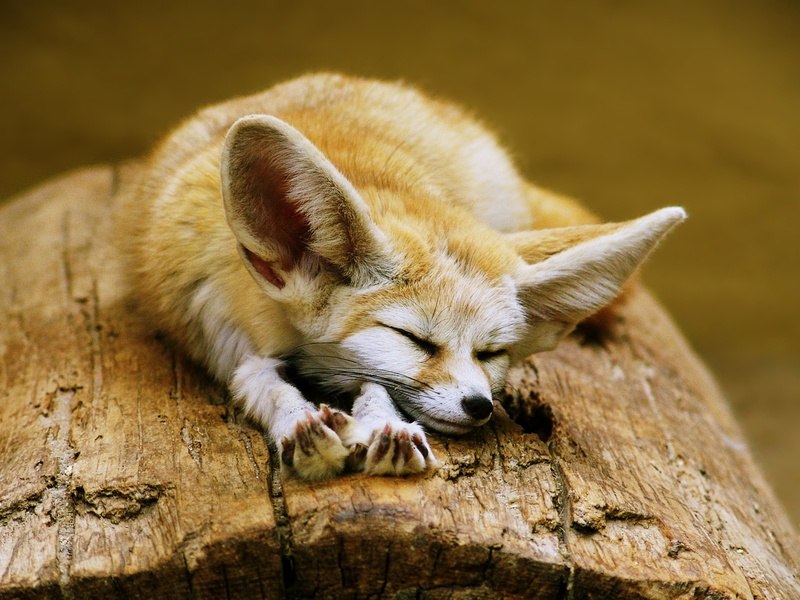 Fox, cute, Sahara, ears, Desert, Algeria, Fennec, 4K, Sleeping, Africa, animals